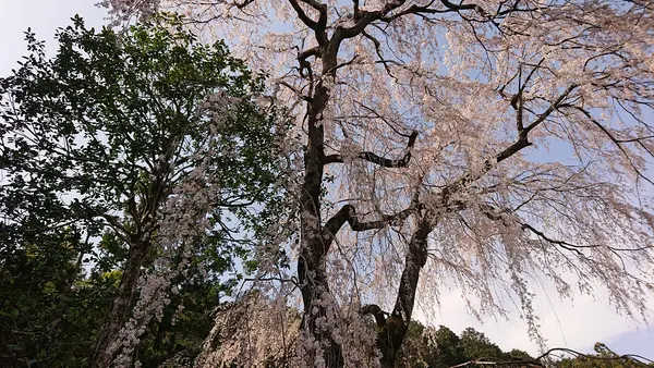こちらが樹齢４００年のシダレザクラ