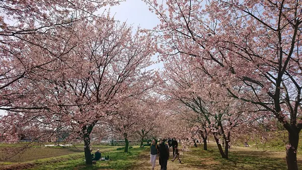 咲き誇る桜を見よ