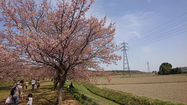 咲き誇る桜を見よ