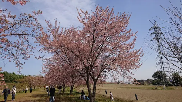 咲き誇る桜を見よ