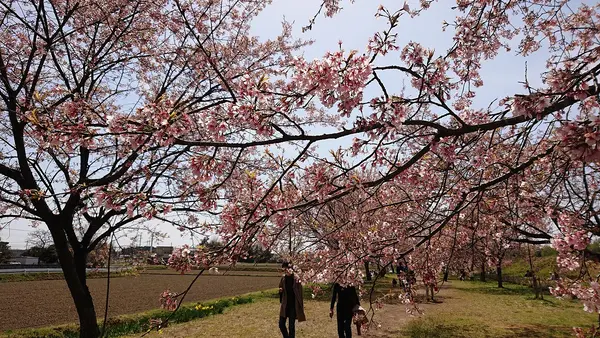 咲き誇る桜を見よ