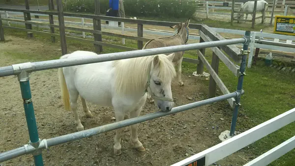 ふれあい動物園