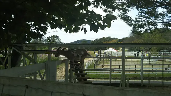 ふれあい動物園