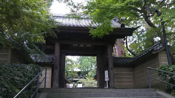 白鹿の群れ