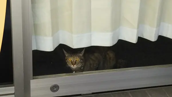 親猫と子猫３匹