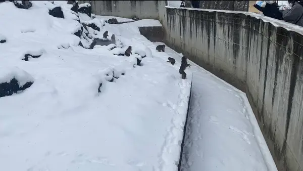 猿山