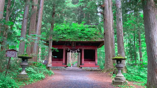 随神門から先は杉並木の参道です