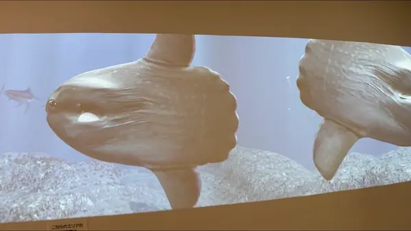 アクアリウムトンネル