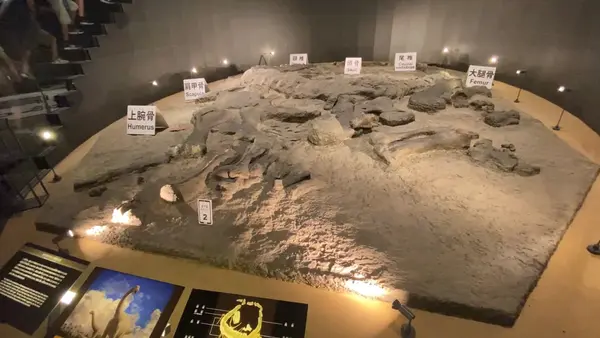 化石