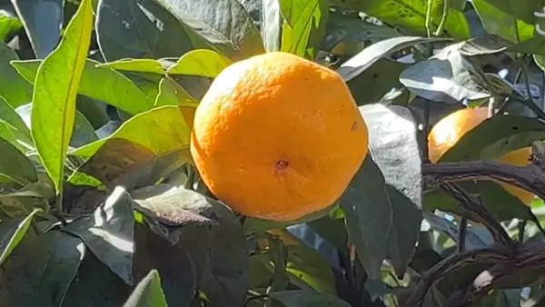 美味しいみかんの見分け方🍊