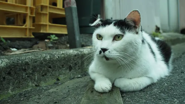 本当に猫います。