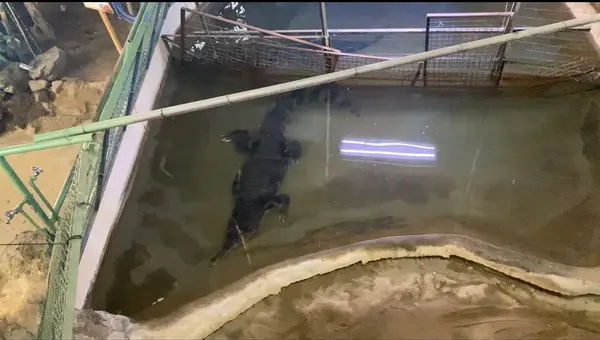 ワニ🐊