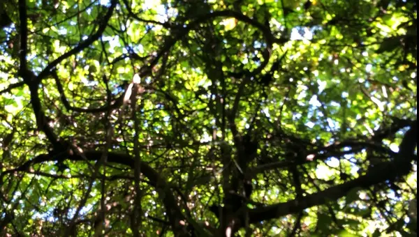 自然の天井🌳🌲🌳🌲