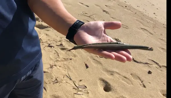 マングローブの赤ちゃん