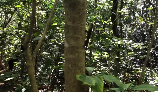 サキシマキノボリトカゲ