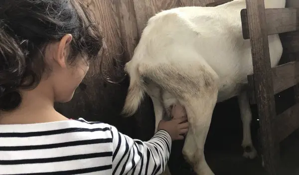 乳搾りできました！