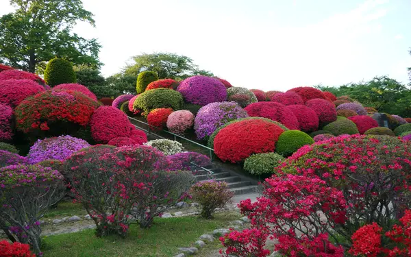 植樹の経緯