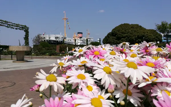 氷川丸前の花壇