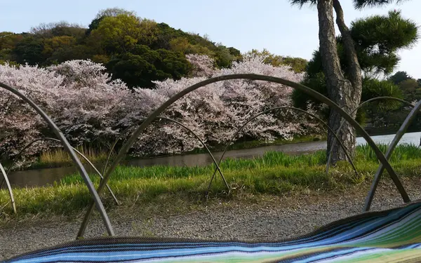 期間限定で芝生内にも