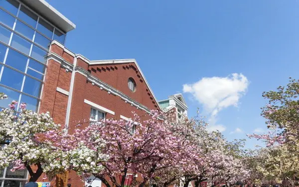 大阪造幣局桜の通り抜け