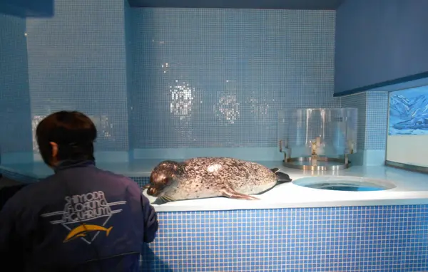 あざらしタッチ