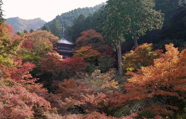 高源寺の紅葉③