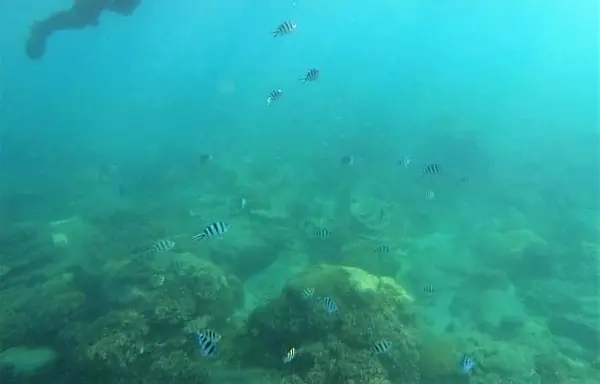 山水東海堤　シュノーケリング