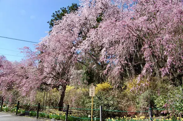 光前寺の不動滝桜、4/28見頃です！