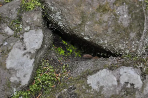 光苔も見ることができます