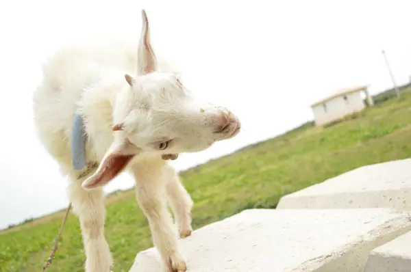 可愛いヤギちゃんがお出迎え♡