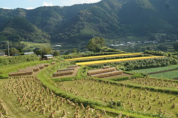 棚田の風景