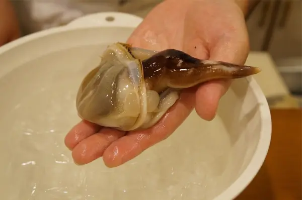 丹後名物、大ぶりの「とり貝」