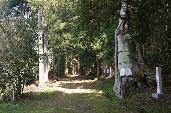 質見八幡宮の「八幡ケヤキ」