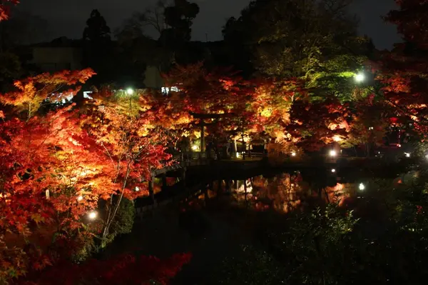 橋×紅葉