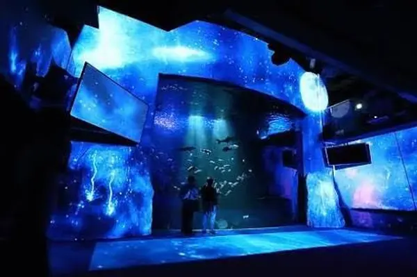 えのすいの見どころ 光×水族館