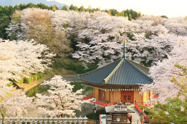 金閣浮御堂と桜
