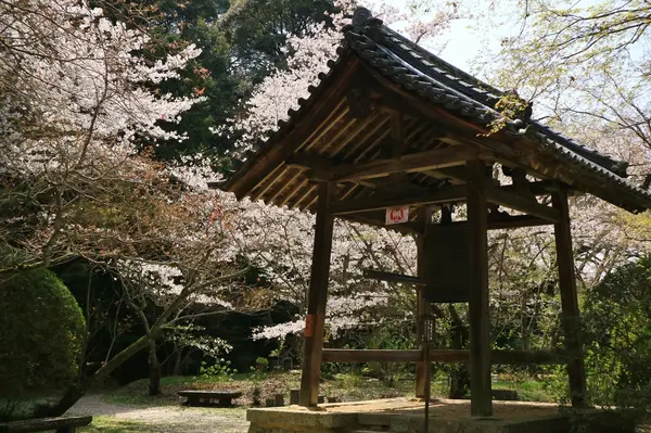 鐘楼と桜