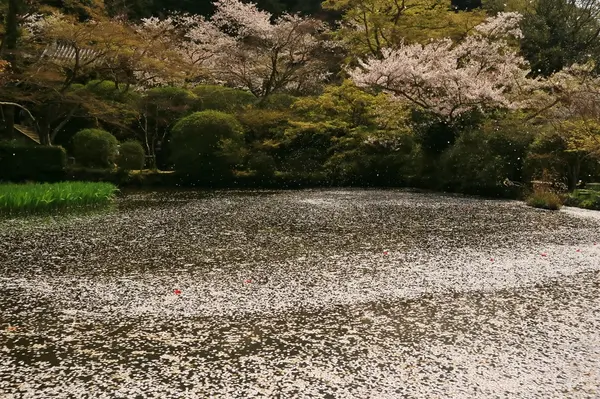 放生池と桜