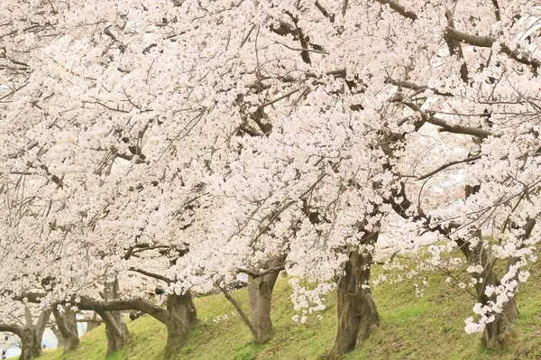 藤原宮跡の桜