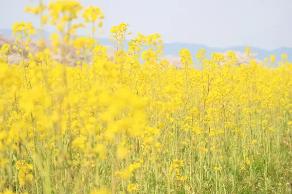 藤原宮跡の菜の花
