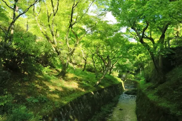 青もみじの中を散策