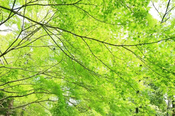 新緑のトンネル