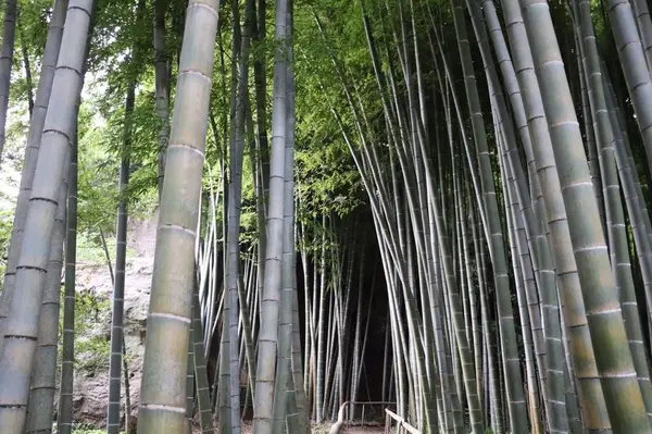 竹林