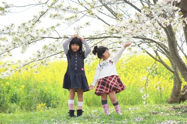 桜と菜の花のコントラストが素晴らしい！