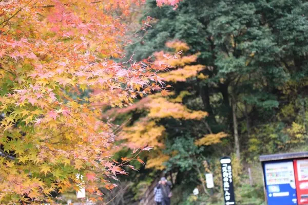 カメラは持参しよう！