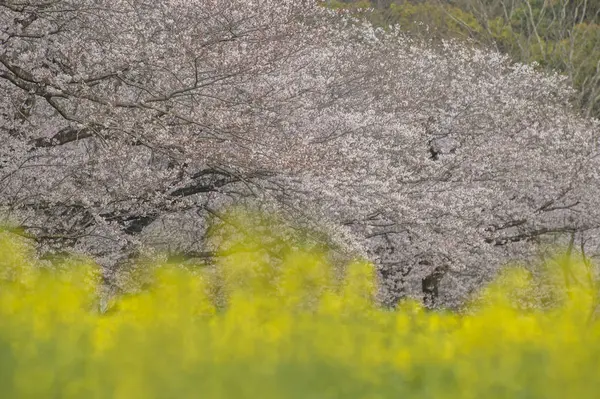 【3月〜4月】西都原古墳群