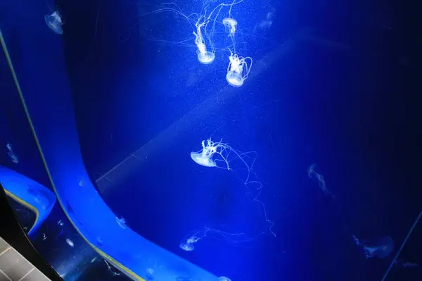 クラゲ照らされる