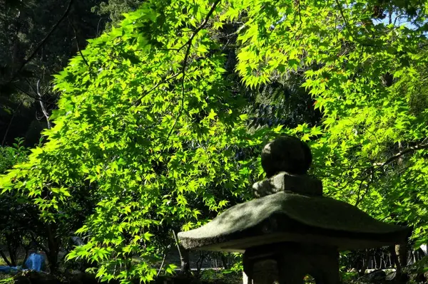 紅葉はまだ早いっすね