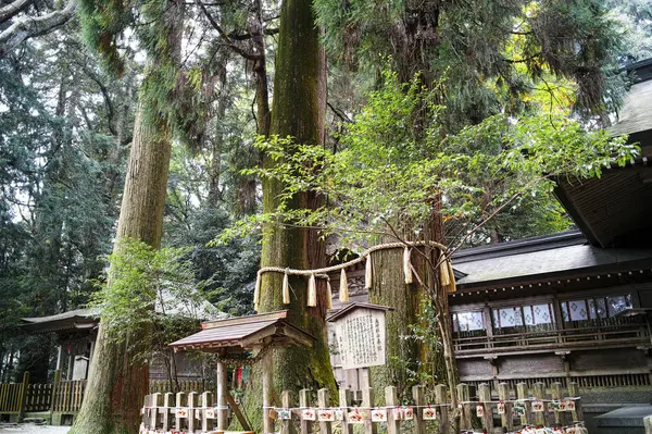 夫婦杉