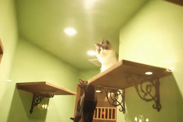 猫ちゃんに会えます！